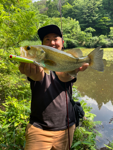 ブラックバスの釣果