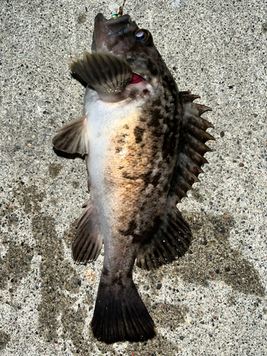 クロソイの釣果