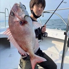 マダイの釣果