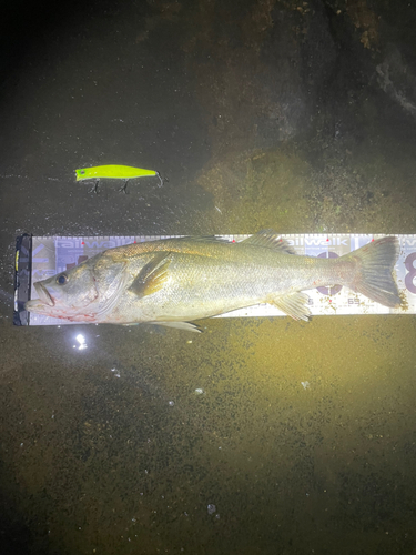 シーバスの釣果