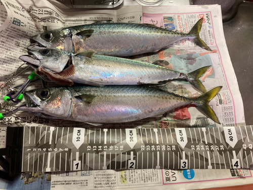 サバの釣果