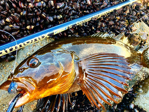 アイナメの釣果