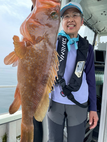 アコウの釣果