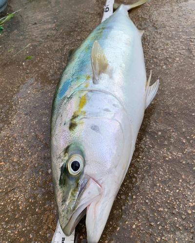 ハマチの釣果