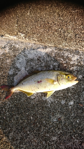 シオの釣果