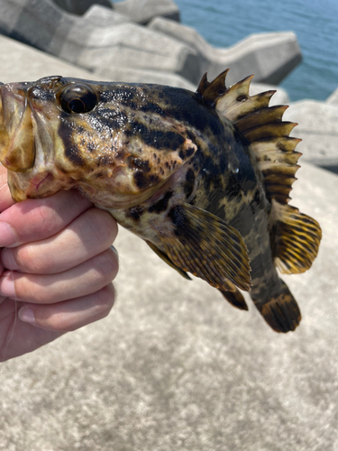 タケノコメバルの釣果