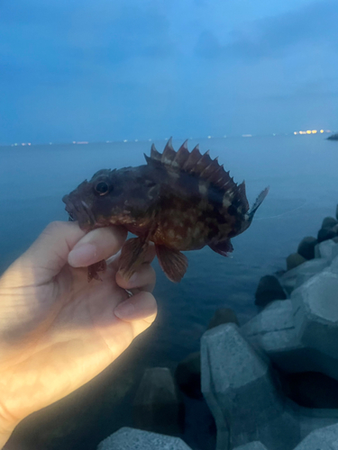 カサゴの釣果