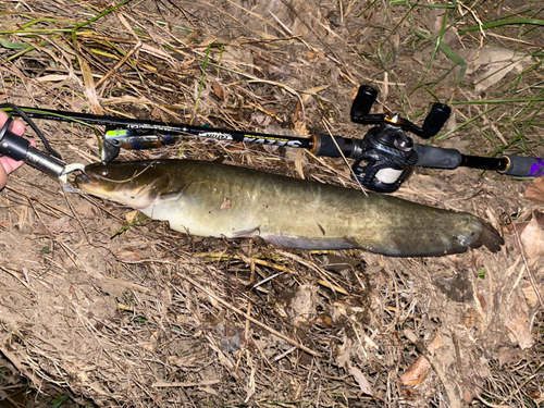 ナマズの釣果