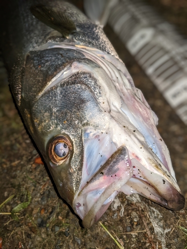 マルスズキの釣果