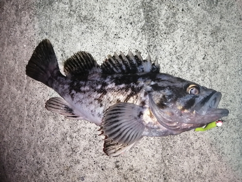 クロソイの釣果