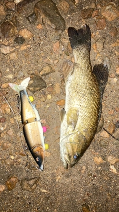 スモールマウスバスの釣果
