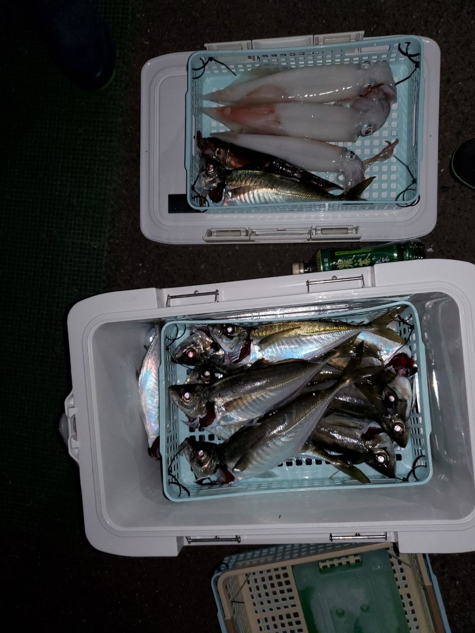 DAIWA 16アナリスター 64 50-300の最安値・インプレ・釣果 | 本音の