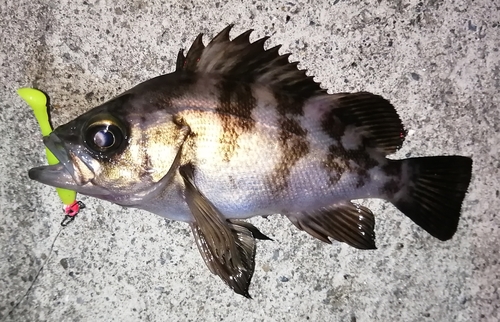 メバルの釣果