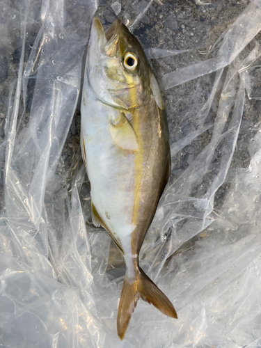 ショゴの釣果