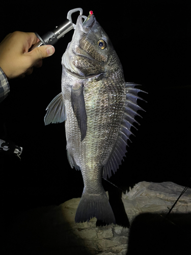 チヌの釣果