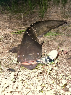 ナマズの釣果