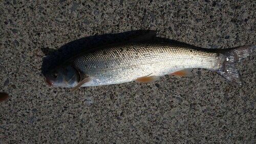 ウグイの釣果