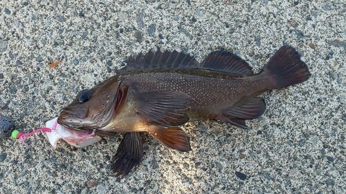 ガヤの釣果