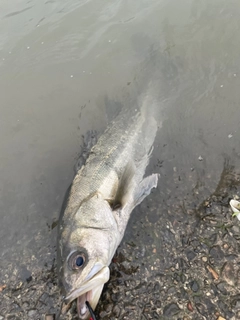 スズキの釣果