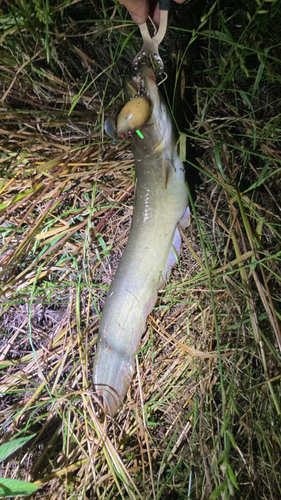 マナマズの釣果