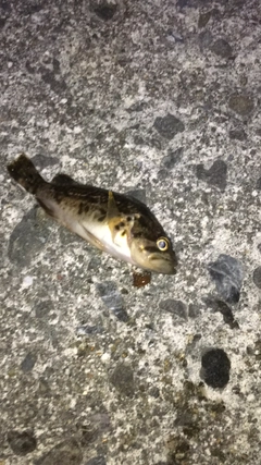 クロソイの釣果