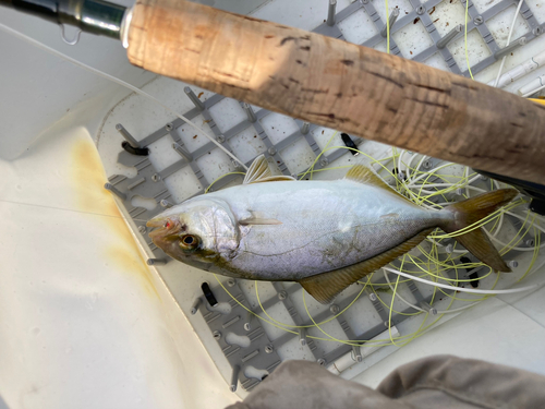 ショゴの釣果