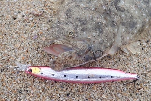 ヒラメの釣果