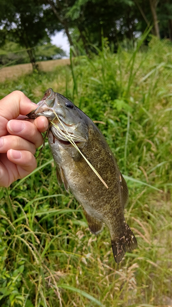 スモールマウスバス