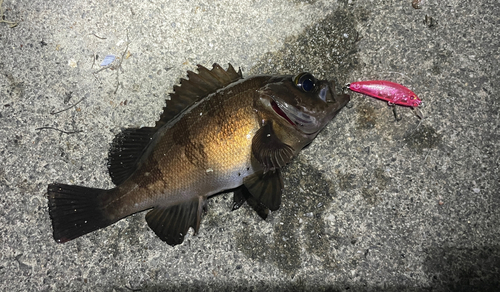 メバルの釣果