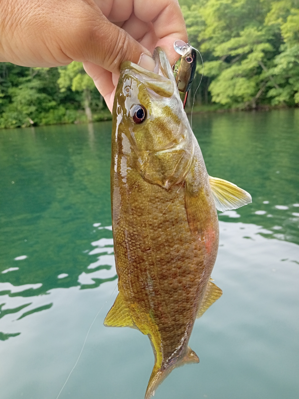 スモールマウスバス