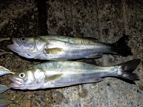 シーバスの釣果