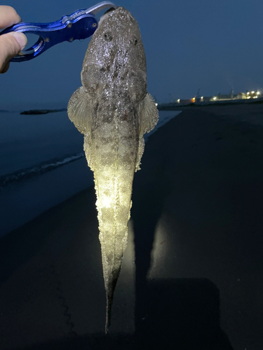 マゴチの釣果