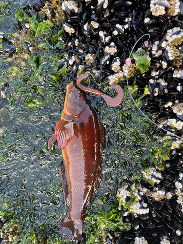 クジメの釣果