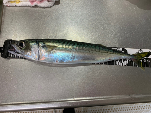 サバの釣果