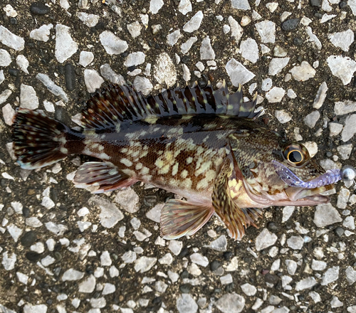 カサゴの釣果