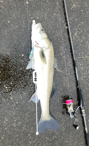 シーバスの釣果