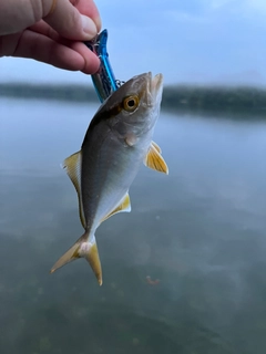 ショゴの釣果