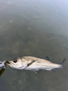 セイゴ（マルスズキ）の釣果