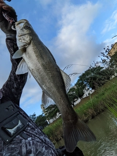 フッコ（マルスズキ）の釣果