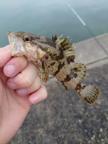 タケノコメバルの釣果