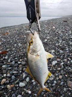 ショゴの釣果