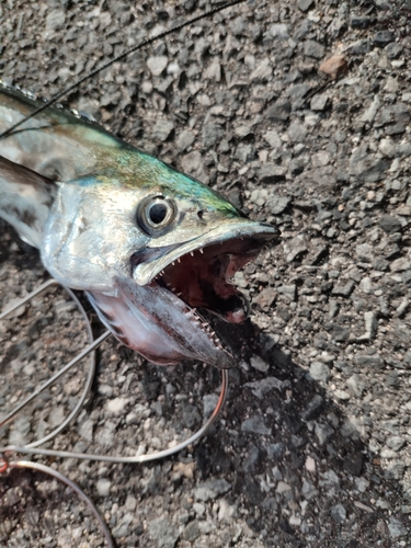 サゴシの釣果