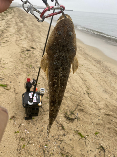 マゴチの釣果