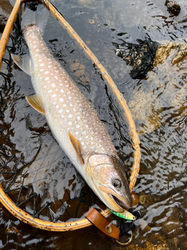 エゾイワナの釣果