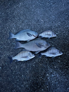 クロダイの釣果