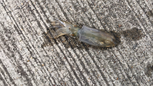 ヒイカの釣果