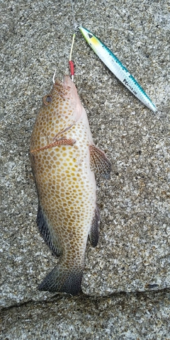 オオモンハタの釣果