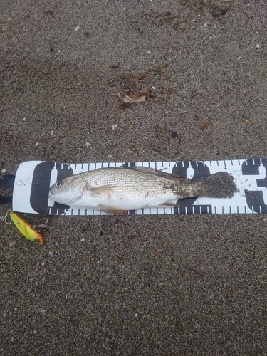 イシモチの釣果