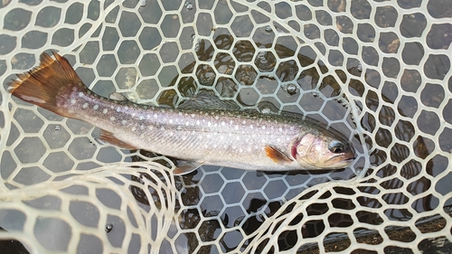 イワナの釣果