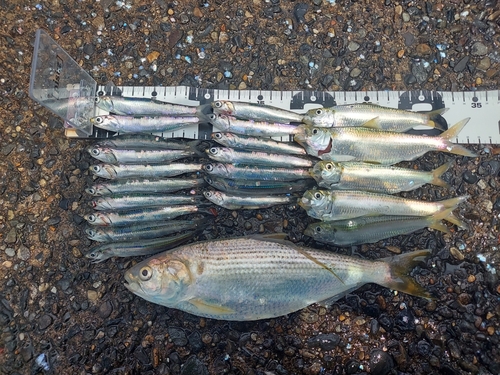 イワシの釣果